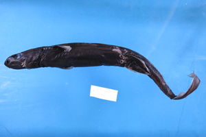 Etmopterus